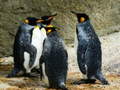 Joc Puzzle Re Pinguin on-line