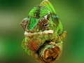 Joc Puzzle Chameleon on-line