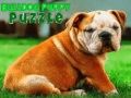 Joc Puzzle cu cățeluș bulldog on-line