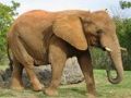 Joc Puzzle cu animale - Elefanți on-line