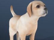 Joc Animal de companie inactiv on-line