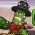 Cactus McCoy Cactus McCoy online