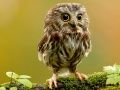 Joc Stelele Ascunse ale Animalelor on-line