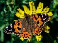 Joc Puzzle: Primăvara on-line