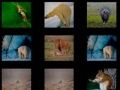Joc Memoria Animalelor on-line