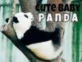 Joc Panda mic și drăguț on-line