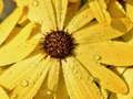 Joc Puzzle Petale de Floare și Picături de Ploaie on-line