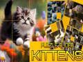 Joc Puzzle Pisici Alunecătoare on-line