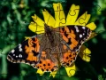 Joc Puzzle: Primăvara on-line