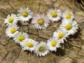 Joc Puzzle "Inimă de Margarete" on-line Joc Puzzle "Inimă de Margarete" on-line