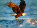 Joc Puzzle cu animale: Vultur on-line Joc Puzzle cu animale: Vultur on-line