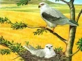 Joc Puzzle Păsări Răpitoare on-line