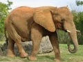 Joc Puzzle cu animale - Elefanți on-line