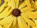 Joc Puzzle Petale de Floare și Picături de Ploaie on-line Joc Puzzle Petale de Floare și Picături de Ploaie on-line