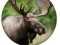 Joc Quiz despre Animale on-line