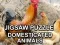 Joc Puzzle cu Animale de Casă on-line