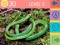 Joc Quiz cu 15 Imagini on-line
