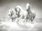Joc Puzzle cu cai on-line