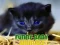 Joc Animale Bebe Amuzante on-line