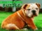 Joc Puzzle cu cățeluș bulldog on-line