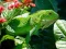 Joc Iguana Sălbatică on-line