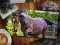 Joc Puzzle Jigsaw Ediția Războinici on-line