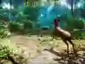 Joc Vânător 3D on-line