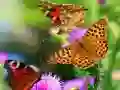 Joc Tobogan Fluture on-line