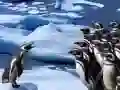 Joc Alunecarea Pinguinilor on-line