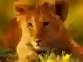 Joc Puzzle cu Bebe Animale Sălbatice on-line Joc Puzzle cu Bebe Animale Sălbatice on-line