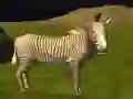Joc Vânătoare de animale reale din junglă on-line