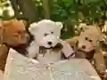 Joc Puzzle Trei Urși Dulci on-line