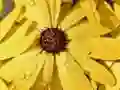 Joc Puzzle Petale de Floare și Picături de Ploaie on-line Joc Puzzle Petale de Floare și Picături de Ploaie on-line