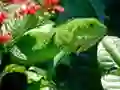 Joc Iguana Sălbatică on-line Joc Iguana Sălbatică on-line