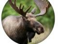 Joc Quiz despre Animale on-line
