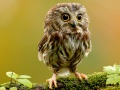 Joc Stelele Ascunse ale Animalelor on-line