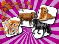 Joc Provocarea memoriei animalelor de companie on-line