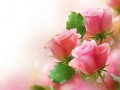 Joc Trandafiri Rozi on-line