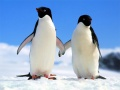 Joc Puzzle Pinguin on-line