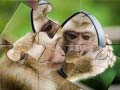 Joc Puzzle cu Șimpanze on-line