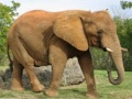 Joc Puzzle cu animale - Elefanți on-line