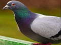 Joc Puzzle cu porumbei on-line