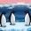 Pinguinii Pinguinii online
